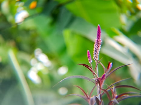 A plant with purple flowers photo