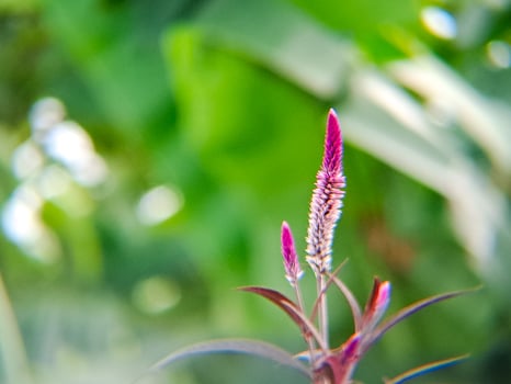 A flower with a stem photo