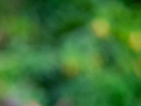 A blurry image of a bird sitting on a branch photo
