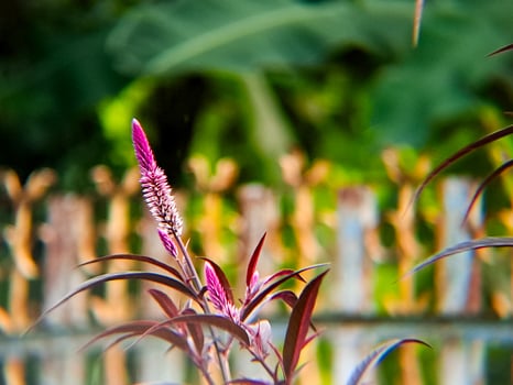A purple flower with a green stem photo