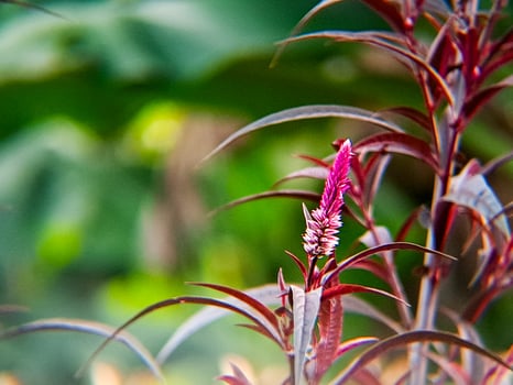 A close up of a plant with a flower photo