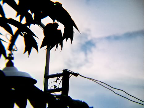 A street light and a tree with leaves photo