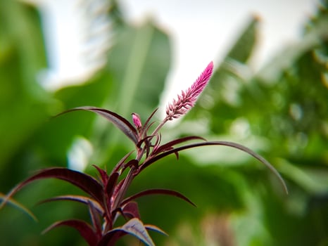 A purple flower with green leaves in the background photo