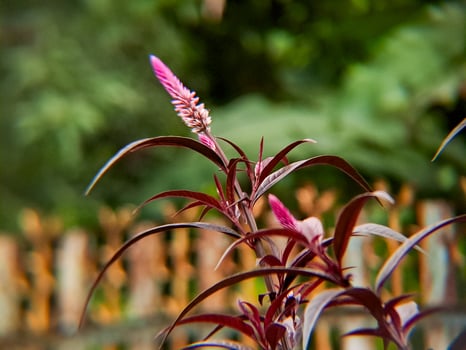 A plant with purple flowers in front of a fence photo