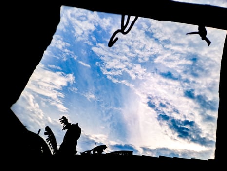 A bird is flying through the sky photo