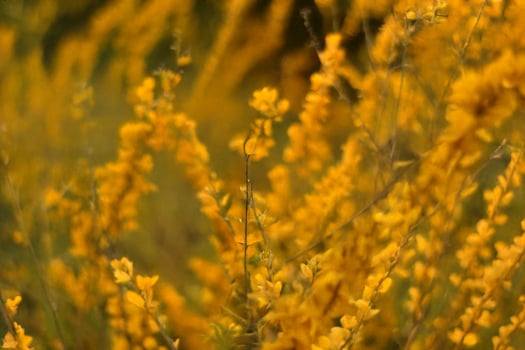 Golden flowers field, blurred background, springtime bloom, nature photography, website banner photo