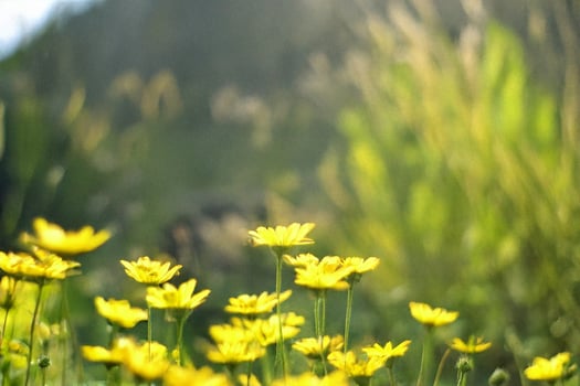 Sunny yellow wildflowers meadow sunrise background photo