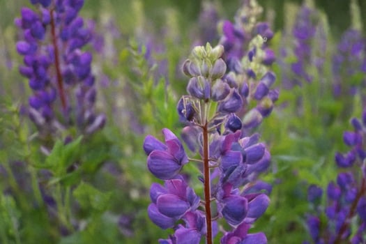 Purple lupines bloom in meadow, summer field background, nature scene photo