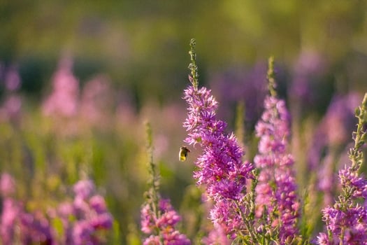 Bee pollinating purple flowers in field at sunset photo