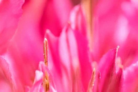 Close-up Pink Flower Macro Shot, Blurred Background photo