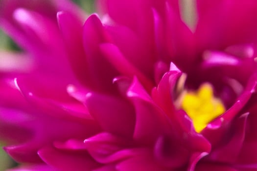 Close-up fuchsia flower petals, garden blur photo