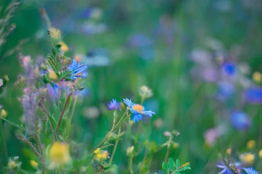 Blue wildflowers meadow, summer bokeh background photo