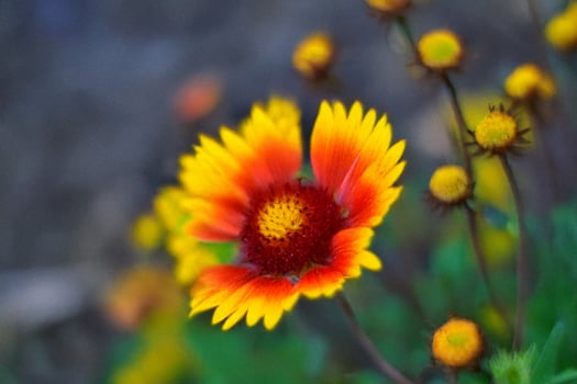 Garden Gaillardia blooming, blurred background, floral design photo