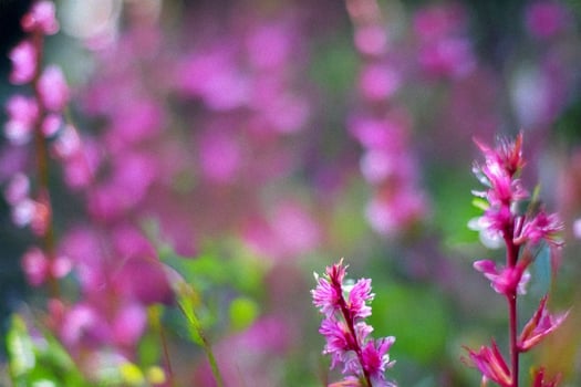 Pink flowers blooming, garden bokeh, spring, nature photo