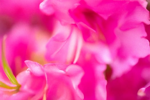 Pink flowers close-up, blurred background, garden, spring photo