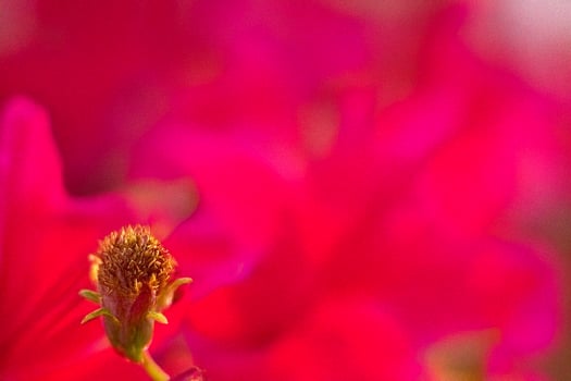 Vibrant pink flower bud garden closeup photo
