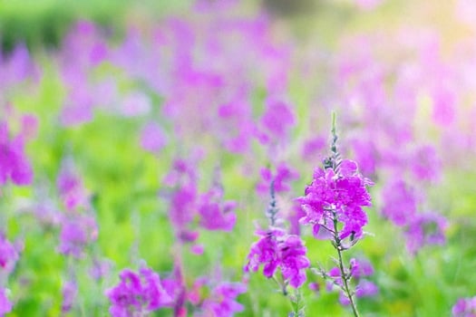 Pink flowers bloom in sunny garden field photo