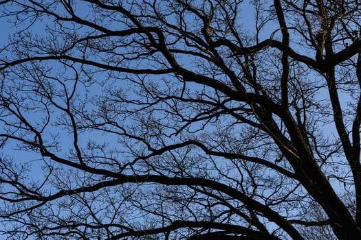 Branches of oak tree, without leaves against blue sky. Spring landscape photo