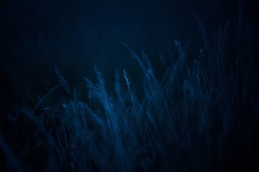 Nighttime field grass swaying, dark background, nature scene photo