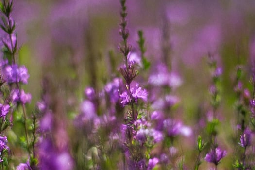 Purple wildflowers blooming in field, soft focus background, nature photography, spring photo