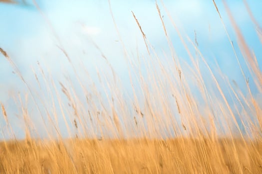 Golden grass blowing gently, blue sky, field, nature background, website design photo