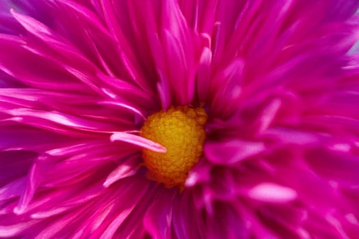 Vibrant pink flower close-up, garden background, design photo