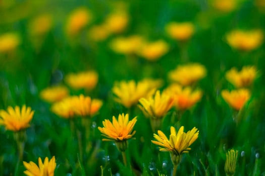 Yellow flowers blooming in field, soft focus background, nature scene photo