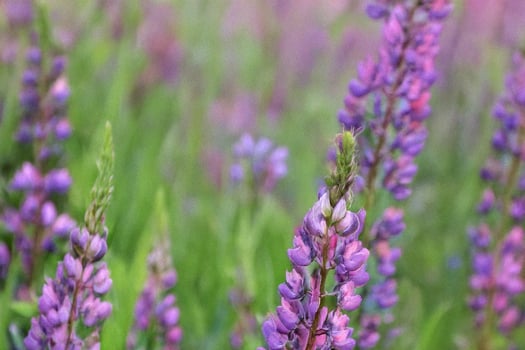 Purple lupines blooming in field, summer meadow background, nature wallpaper photo