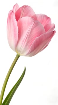 pink Tulip flower isolated on white background photo