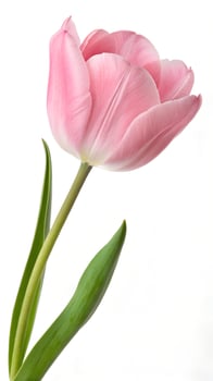 pink with leaf Tulip flower isolated on white background photo