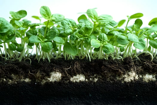 Fresh Basil Seedlings Growing in Rich Soil for Organic Gardening Concepts photo
