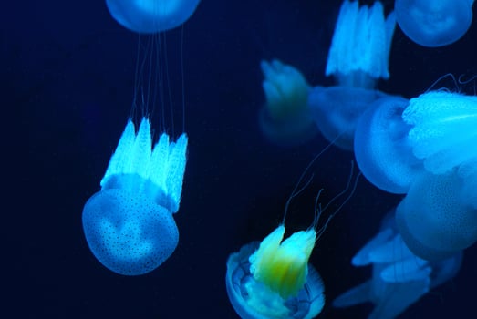 A group of jellyfish in the water with dark background photo