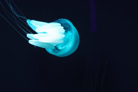glowing jellyfish swimming underwater photo