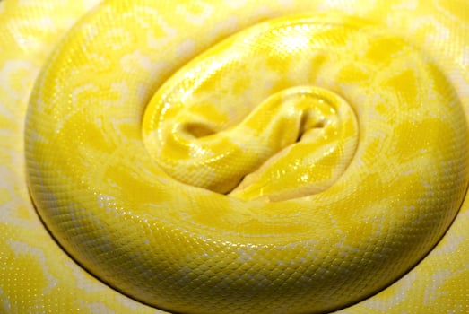 Close up of a curled yellow exotic Boa constrictor snake photo