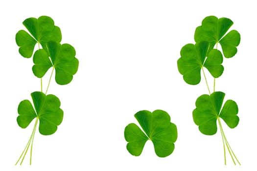 Natural flower frame. green clover leaves isolated on white background. St.Patrick 's Day photo