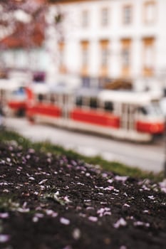 Fallen petals on the ground with a blurred old tram passing by in prague photo