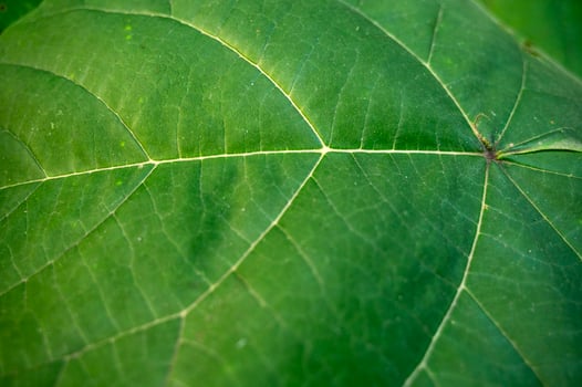 a large green leaf shot close-up. veins go parallel to the ground. the photo was taken horizontally