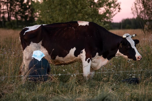 Cow in Grassy Field with Person Milking at Dusk in Rural Setting photo
