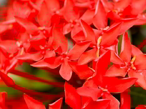 A close up of red flowers photo