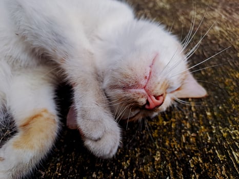 A cat sleeping on a wooden surface photo