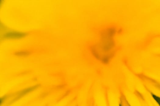 Blurred yellow flower closeup, garden background, nature design photo