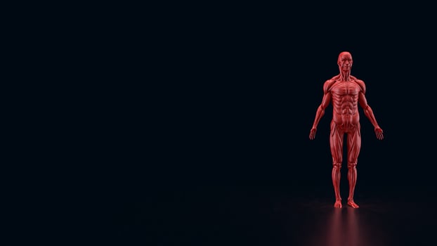 The Human anatomy for medical or education concept 3d rendering. photo
