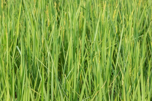 Rice seedlings in the rice field, ready for harvest. photo