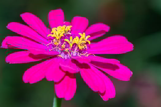 Pink zinnia flower in the garden. Zinnia violacea Cav. photo