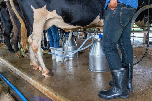 Farmer milking a cow with a milking machine at a farm photo