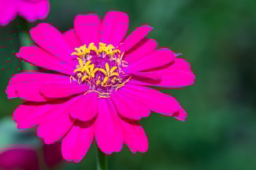 A pink flower with yellow centers photo