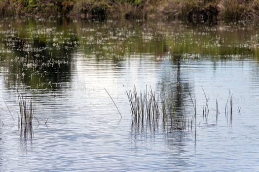 flock of reeds on the lake in spring, nature series photo