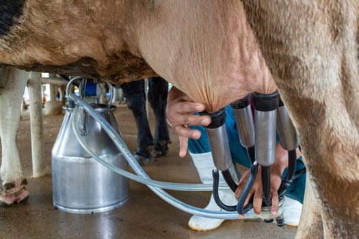Farmer milking cow with milking equipment photo