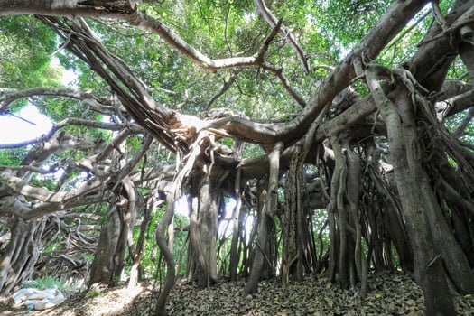 Banyan tree in the forest. photo