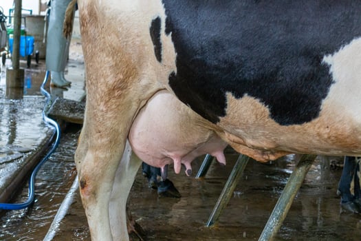 Cow is milking in a milking station on a farm. photo